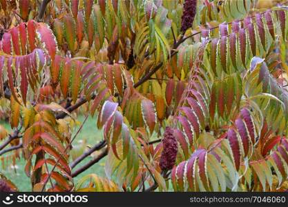 Autumn leaves tree sumac (LAT. Rhus typhina) after the rain