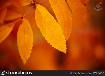 autumn leaves, very shallow focus on nearest part