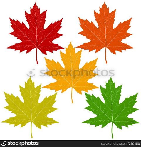 Autumn leaves with a red maple leaf including orange yellow green symbols as a seasonal themed concept as an icon of fall weather on an isolated white background in a graphic 3D illustration style.