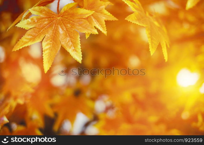 Autumn leaves with sunlight background maple leaf