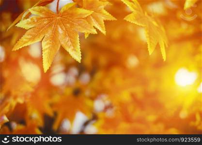 Autumn leaves with sunlight background maple leaf