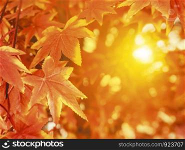 Autumn leaves with sunlight background maple leaf