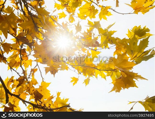 Autumn leaves with sunlight&#xA;&#xA;