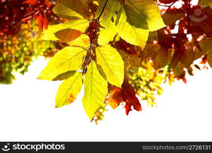 Autumn leaves with the blue sky background