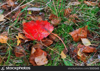 autumn leaves, yellow oak leaves, aspen red leaves
