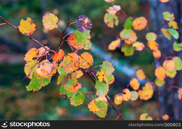 autumn leaves, yellow oak leaves, aspen red leaves. autumn leaves, aspen red leaves