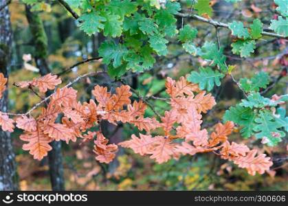 autumn leaves, yellow oak leaves, aspen red leaves. autumn leaves, yellow oak leaves
