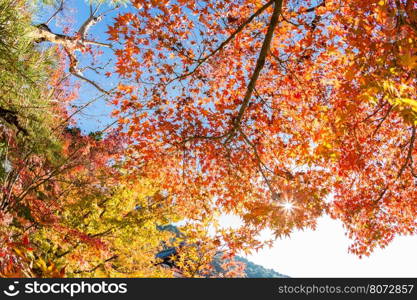 autumn leaves Yellow, orange and red in beautiful fall park.