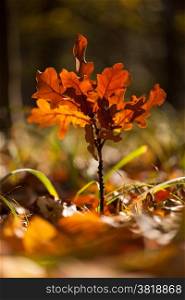 Autumn leaves. Young autumn oak with golden leaves in the forest