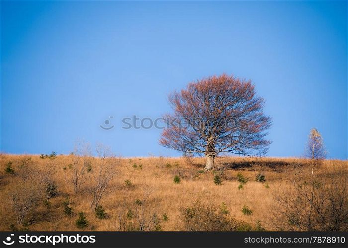 Autumn lonely tree on the mountain hills
