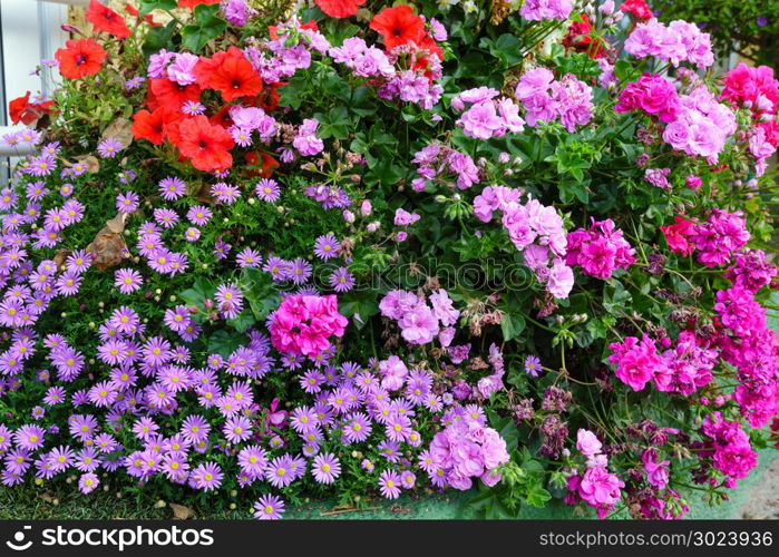 Autumn magenta asters and pelargonium flowerbed macro background.