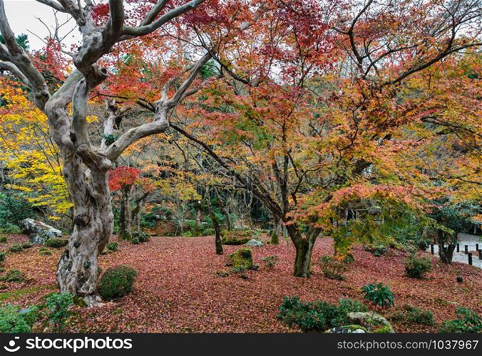 Autumn maple foliage garden at Enkoji Temple in Kyoto, Japan