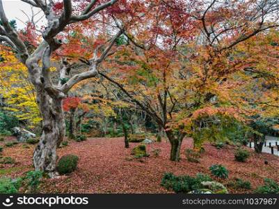 Autumn maple foliage garden at Enkoji Temple in Kyoto, Japan