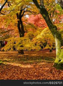 Autumn maple garden at peak color foliages at Tofukuji temple in Kyoto, Japan