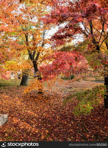 Autumn maple garden at peak color leaves at Tofukuji temple in Kyoto, Japan
