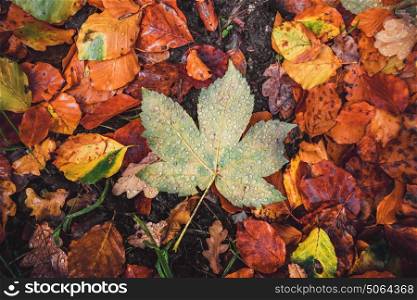 Autumn maple leaf in a forest with various autumn leaves on the ground in the fall with dew and beautiful autumn colors