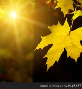 Autumn maple leaf in the sun