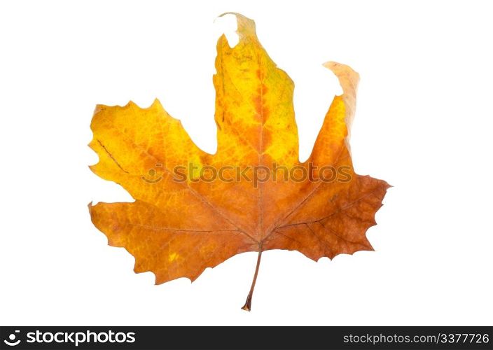 autumn maple-leaf, isolated on a white background.