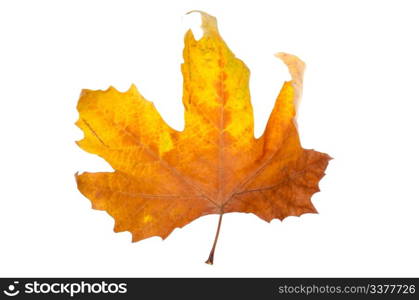 autumn maple-leaf, isolated on a white background.