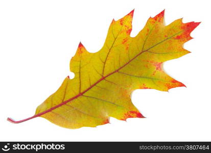 autumn maple leaf isolated on white background