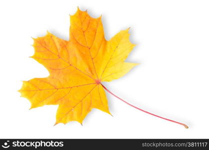 Autumn Maple Leaf Isolated On White Background