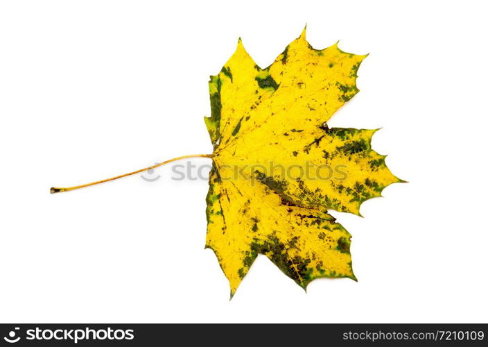 autumn maple leaf isolated on white background