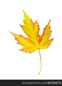 autumn maple leaf isolated on white background