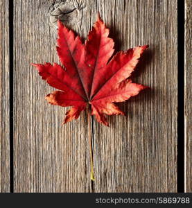 Autumn maple leaf over old wooden background with copy space