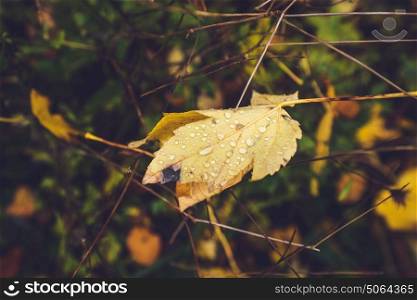 Autumn maple leaf with dew drops in a forest in autumn in yellow color hanging in a tree in the fall
