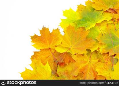 autumn maple leafs isolated on a white