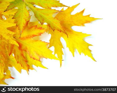 autumn maple leafs isolated on a white