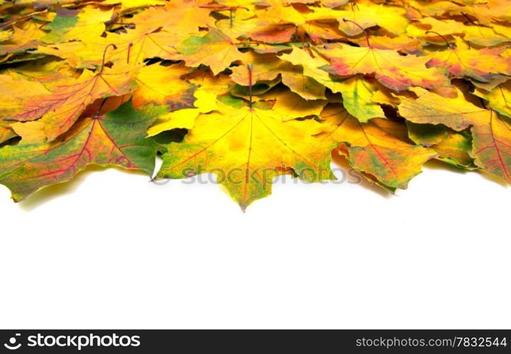 autumn maple leafs isolated on a white