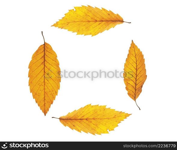 Autumn maple leafs isolated on white background. Autumn maple leafs background