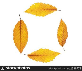 Autumn maple leafs isolated on white background. Autumn maple leafs background