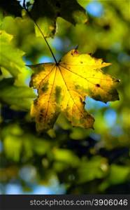 autumn maple leave