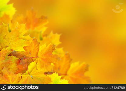 autumn maple leaves