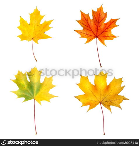 autumn maple leaves