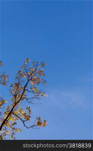 Autumn maple leaves against blue sky. Autumn maple leaves on tree against blue sky