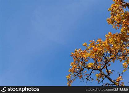 Autumn maple leaves against blue sky. Autumn maple leaves on tree against blue sky