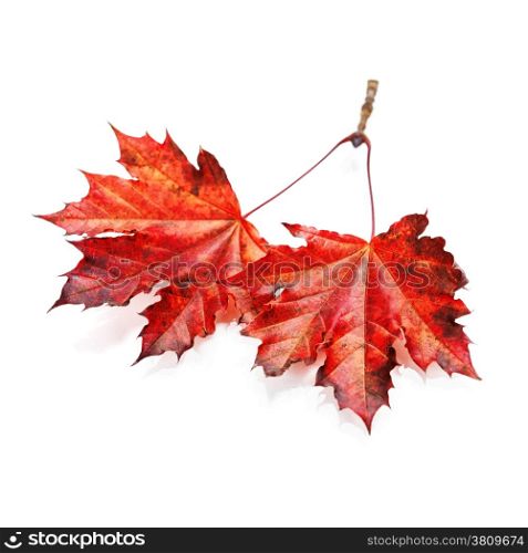 autumn maple leaves-autumn composition