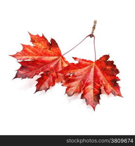 autumn maple leaves-autumn composition