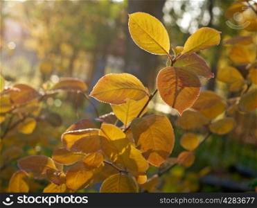 Autumn maple leaves background close up