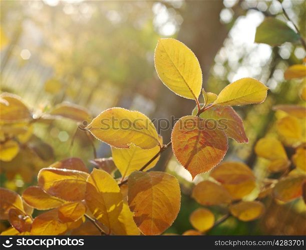 Autumn maple leaves background close up