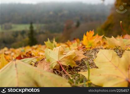 Autumn maple leaves in Sigulda, Latvia. Mapple tree has lobed leaves and colourful autumn foliage.