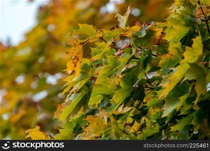 Autumn maple leaves in Sigulda, Latvia. Mapple tree has lobed leaves and colourful autumn foliage.