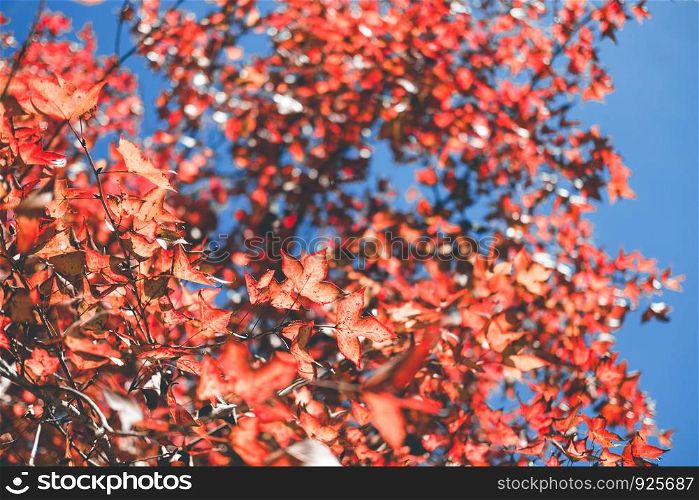 Autumn maple leaves in Thailand