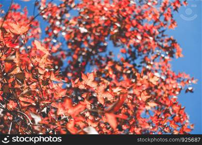 Autumn maple leaves in Thailand