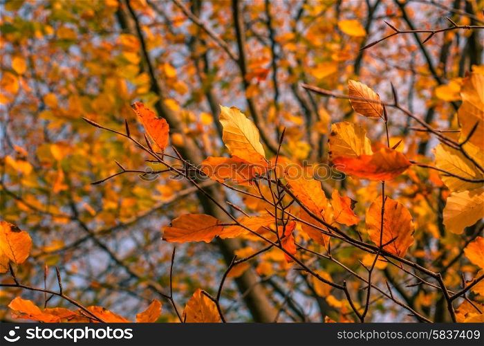 Autumn maple leaves in warm red and yellow colors