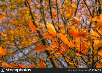 Autumn maple leaves in warm red and yellow colors