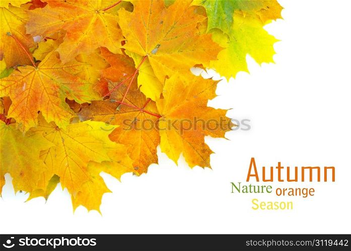 autumn maple leaves isolated on a white